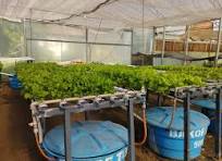 IMAGEM DE HIDROPONIA.jfif