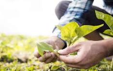 imagem de produtor para site.jfif